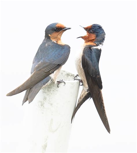 pacific swallow shanghai birding