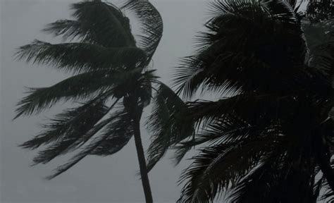 Is Rainy Season A Bad Time For Trees In Florida?