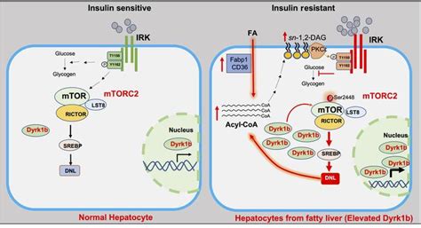 Jci Dyrk1b Promotes Hepatic Lipogenesis By Bypassing Canonical