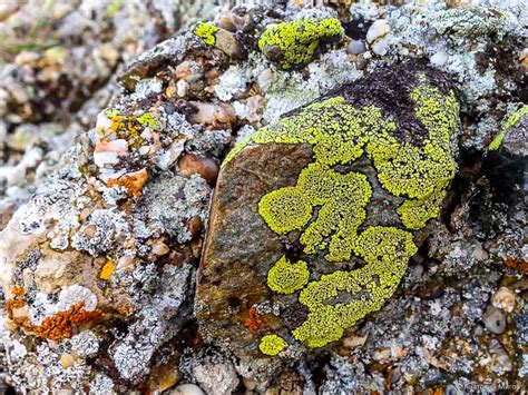 Удивительные лишайники | Yablor.ru