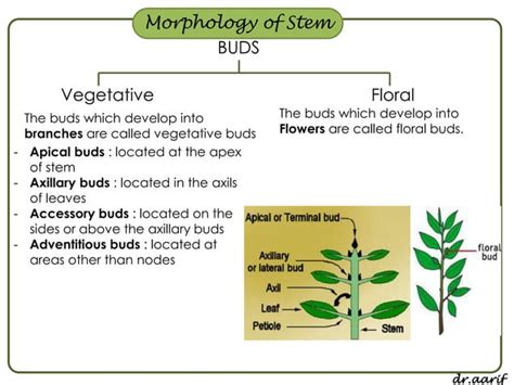 Morphology Of Flowering Plants I Root Stem And Leaf