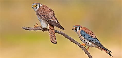 The American Kestrel