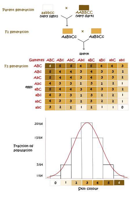 Polygenic Inheritance Skin Color