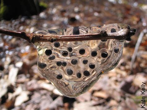 This is how salamander eggs are "stored" sometimes : r/Damnthatsinteresting