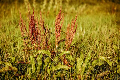 Sorrel - characteristics, cultivation, care and use - live-native.com