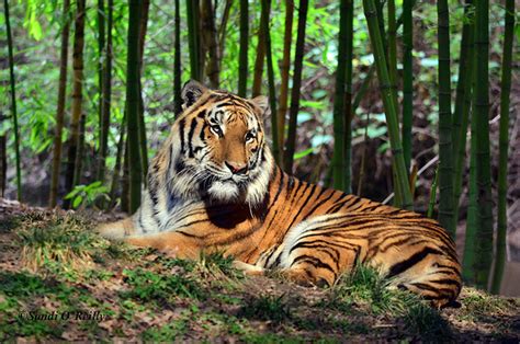 tiger rainforest : Biological Science Picture Directory – Pulpbits.net