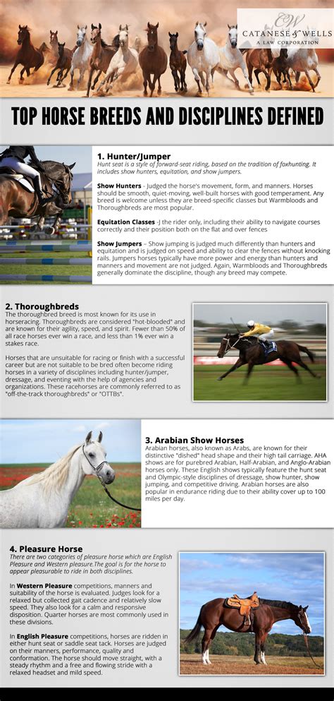 Top Horse Breeds And Disciplines Defined An Infographic Catanese And Wells