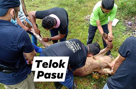 Sambutan Hari Raya Korban Aidiladha Tahun 2020 Di Kampung Telok Pasu