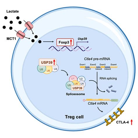 Lactate Modulates Rna Splicing To Promote Ctla Expression In Tumor