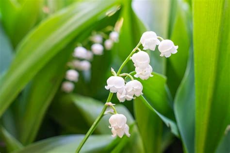 Lirio De Los Valles En Flor Lilyofthevalley Convallaria Majalis Fondo