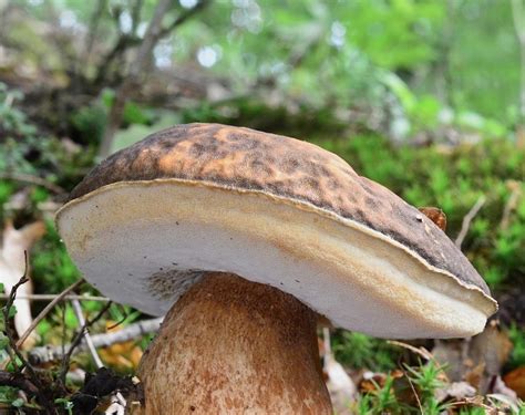 Boletus Aereus Hongo Negro Guadarramistas