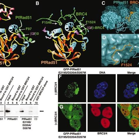 Proposed Model For BRCA2 Coordination Of RAD51 Activities In HRR 1