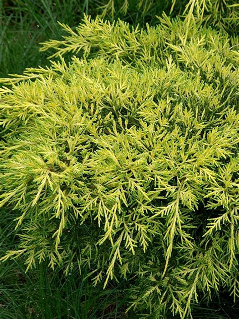 Можжевельник средний(Juniperus x media) «Gold Coast» - «Feel Green»