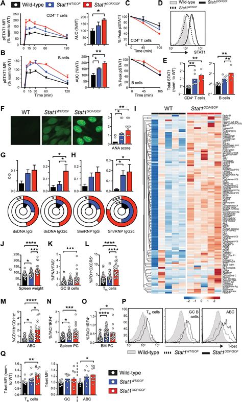 Dysregulated Ifn γ Signals Promote Autoimmunity In Stat1 Gain Of