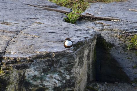 Dipper Milheugh Falls Rotten Calder Blantyre James Brown Flickr