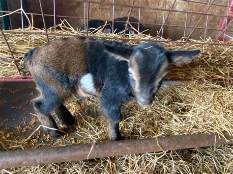 Johnson’s Pygmy and Nigerian Dwarf Goat Farm | Camden MI