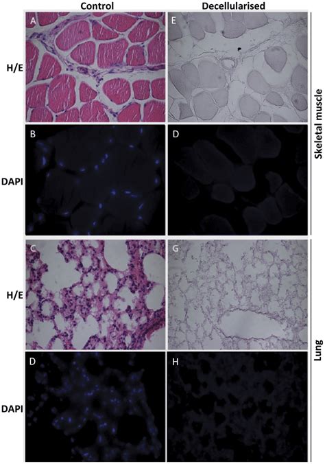 Preparation Of Decellularized Tissue As Ecm Substrate Sections Of