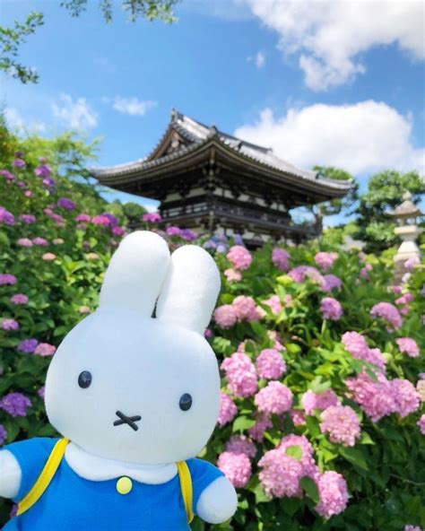 Miffys Visit To The Garden Cute Cartoon Wallpapers Miffy Cute Wallpapers