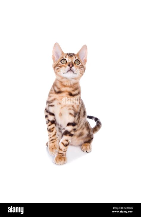 Bengal Kitten Sitting With Paw Up Isolated On White Stock Photo Alamy