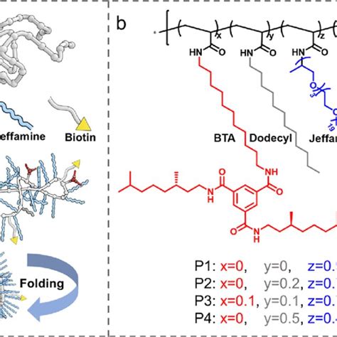 A Schematic Illustration Of The Amphiphilic Polymers That Fold Into