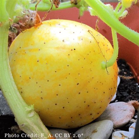 Lemon Cucumber Seeds - Natural Seed Bank