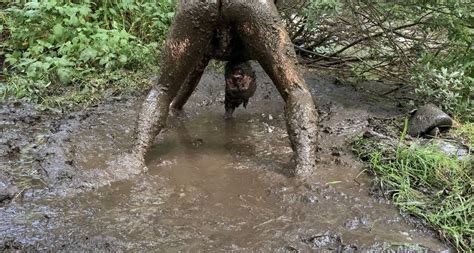 Mud Thing Getting Fucking Dirty Gay Fingering Porn Feat Coza XHamster