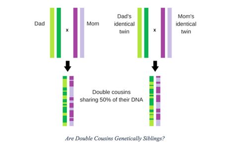 Are Double Cousins Genetically Siblings? | CRI Genetics