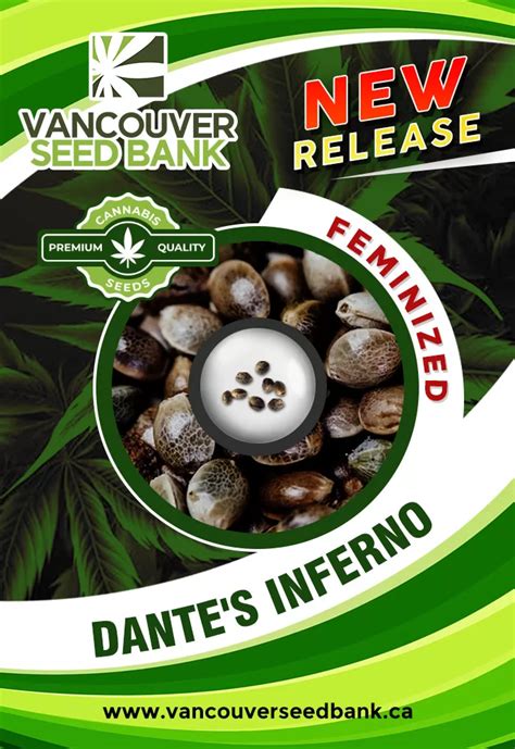 Dante's Inferno Strain Feminized Seeds | Vancouver Seed Bank