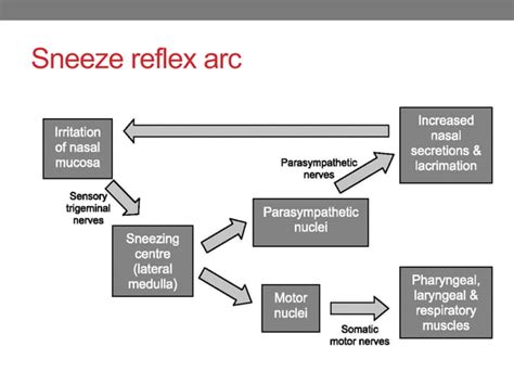 Mechanism of cough and sneeze reflex | PPT