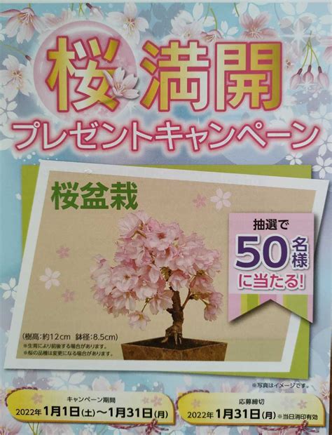 Yahooオークション 短期 地方スーパー レシート懸賞応募 桜盆栽 50