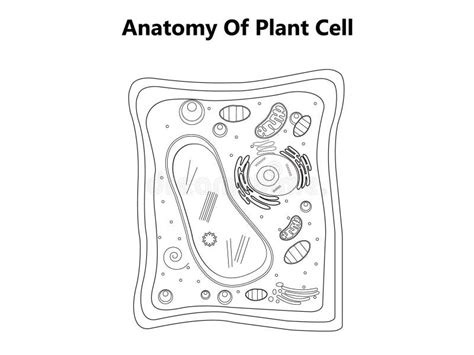 Animal And Plant Cell Diagram Black And White