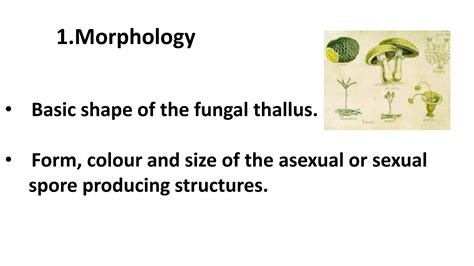 Classification n evolution of fungi | PPTX | Chemistry | Science 
