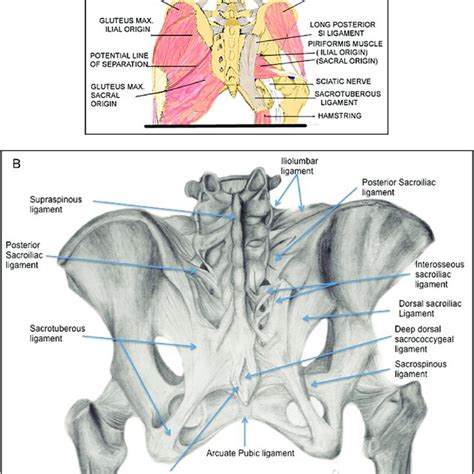 Clinical presentation of SIJ pain | Download Scientific Diagram