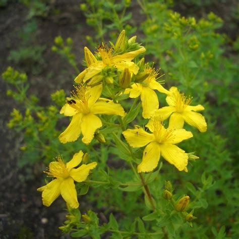 Echtes Johanniskraut Hypericum Perforatum Lichtnelke Pflanzenversand