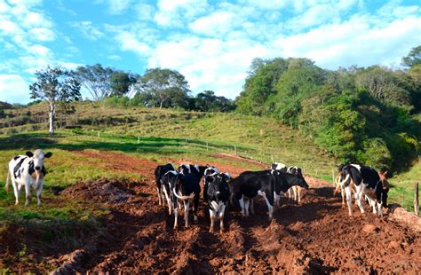 Apesar Dos Desafios Produ O De Leite Cresce Em Beltr O Edairy News