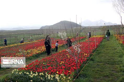 مشرق نیوز عکس باغ گل‌های لاله در تبریز