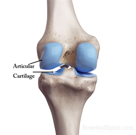 Cartilage Bone