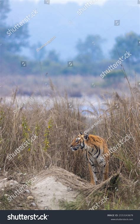 Tiger Jim Corbett National Park Stock Photo 2153143679 | Shutterstock