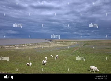 Sheep Grasing In The Dutch Wadden Area Save Behind The Dike Stock