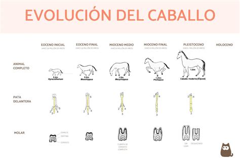 Origen y evolución del caballo actual