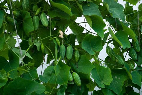 Ivy Gourd Facts Health Benefits And Nutritional Value