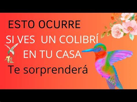 Colibr Que Significa Cuando Ves Un Colibri En Tu Casa Que Significa