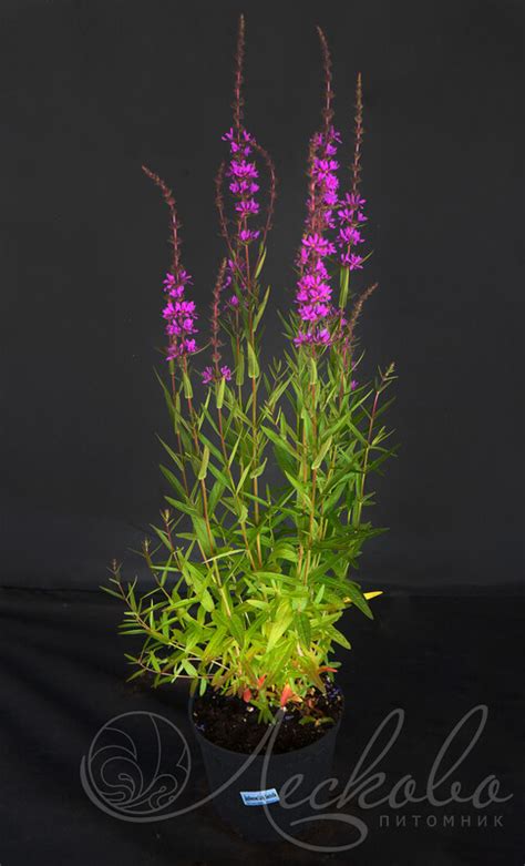 Дербенник иволистный (Lythrum salicaria `Lady Sackville`) - Дербенник ...