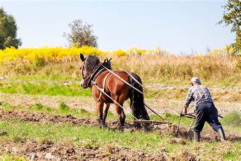 Royalty Free Plow Horse Pictures, Images and Stock Photos - iStock