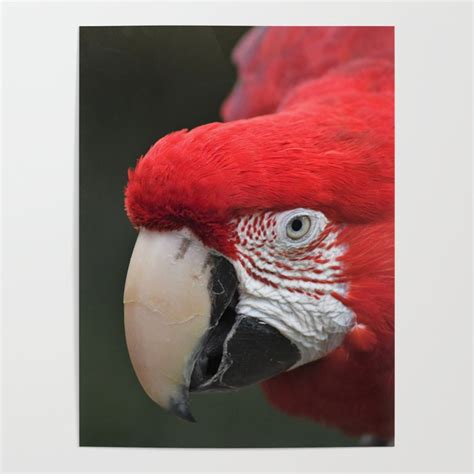 Scarlet Macaw With Face And Beak Detail Poster By Richard Bryce Society6