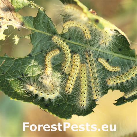 Atlas Of Forest Pests Hyphantria Cunea En