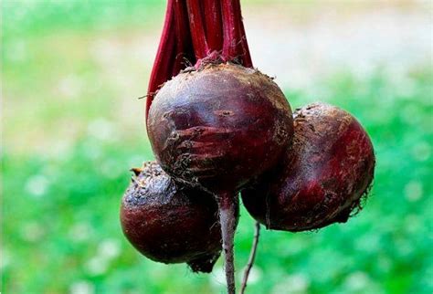 Свекла Детройт: описание и характеристика сорта, выращивание в открытом ...