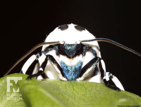 Leopard Moth, Lepidoptera Collection Photo – Exhibits