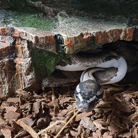 New Pickup - Axanthic piebald : r/ballpython