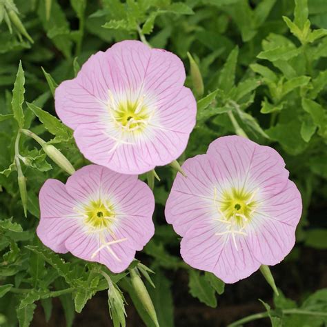 Amazon Outsidepride Seeds Perennial Oenothera Speciosa Showy